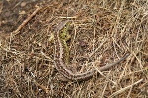 Zauneidechse (Männchen) Zauneidechse (Männchen)