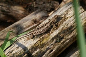 Zauneidechse (Weibchen) Zauneidechse (Weibchen)