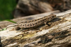 Zauneidechse (Weibchen) Zauneidechse (Weibchen)