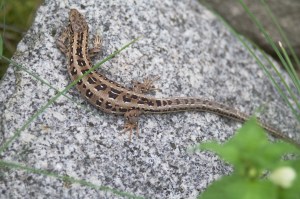 Zauneidechse (Weibchen) Zauneidechse (Weibchen)