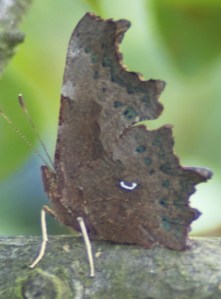 C-Falter (von der Seite)