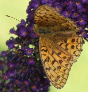 Feuriger Perlmutterfalter