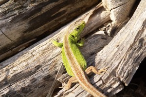 Zauneidechse (Männchen) Zauneidechse (Männchen)